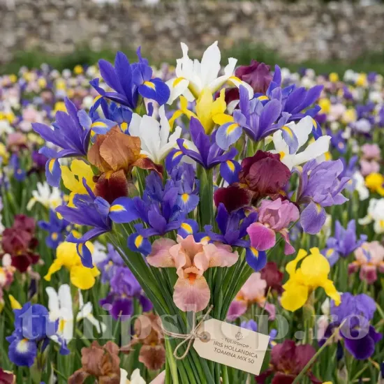 Pachet Bulbi Iris Hollandica Toamna Mix50 bulbi iris hollandica premium mix50 multicolor plantare toamna