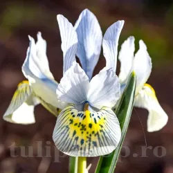 Bulbi Iris Katherine Hodgkin (Stanjenel)