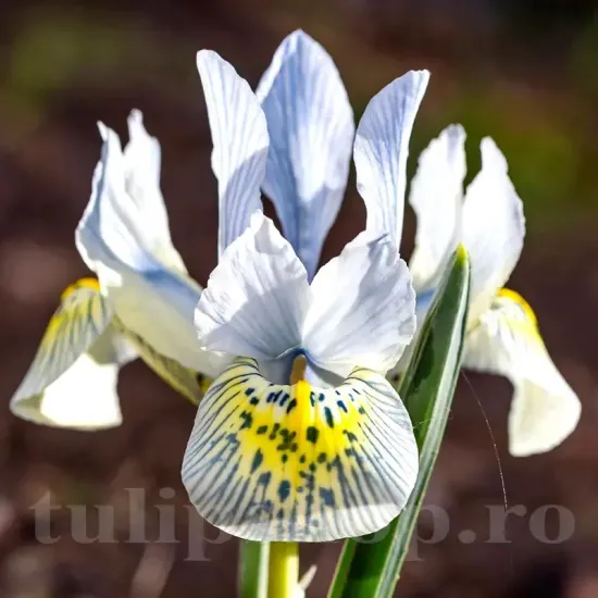 bulbi iris katherine hodgkin albastru turcoaz