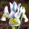 Bulbi Iris Katherine Hodgkin (Stanjenel)
