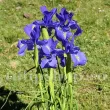 bulbi iris latifolia king of the blues albastru profund 110x110
