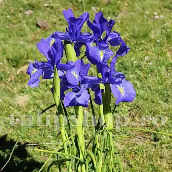 bulbi iris latifolia king of the blues albastru profund