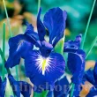 bulbi iris latifolia king of the blues inflorire vara 110x110