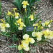 bulbi iris maui moonlight galben crem 110x110