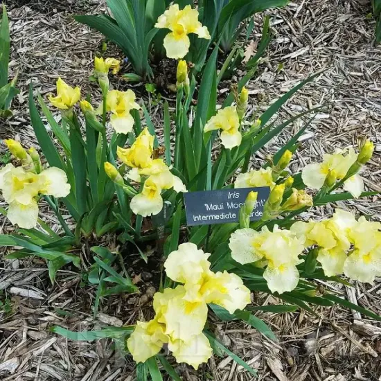 bulbi iris maui moonlight galben crem