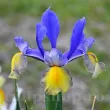 Bulbi Iris Miss Saigon (Stanjenel) bulbi iris miss saigon plantare toamna amenajare gradina 110x110