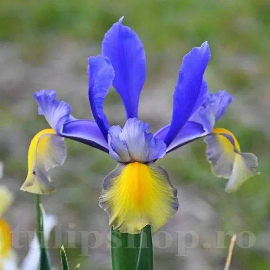 Bulbi Iris Miss Saigon (Stanjenel) bulbi iris miss saigon plantare toamna amenajare gradina