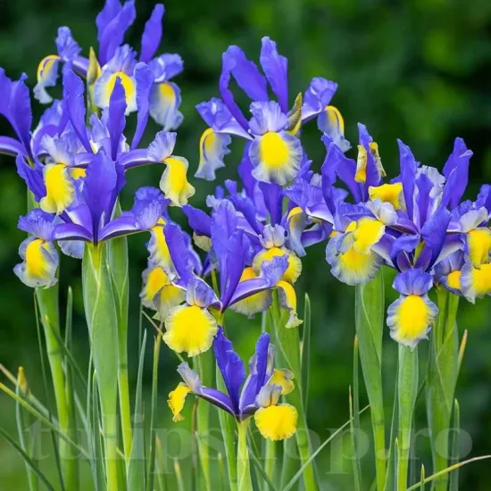 Bulbi Iris Miss Saigon (Stanjenel) bulbi iris miss saigon stanjenei albastru tulipshop