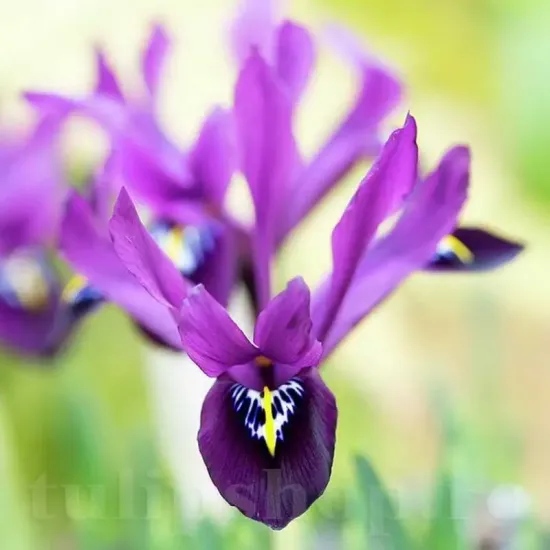 Bulbi Iris Pauline (Stanjenel) bulbi iris pauline violet toamna