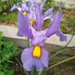 bulbi iris pink panther violet roz 110x110