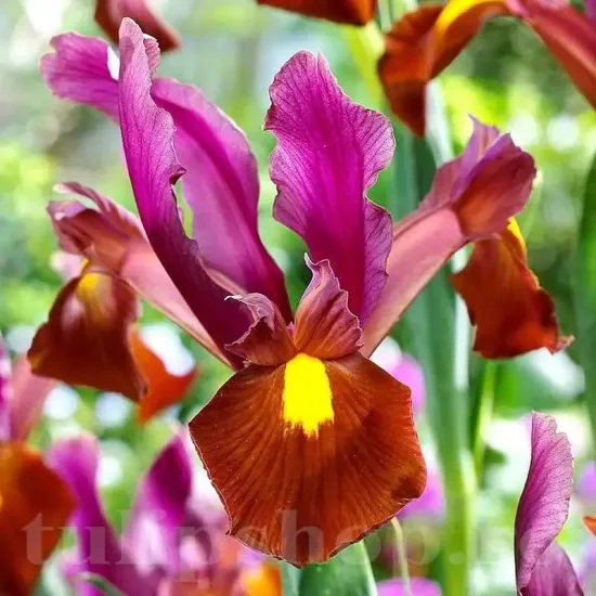 Bulbi Iris Red Ember (Stanjenel) bulbi iris red ember rosu toamna