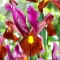 Bulbi Iris Red Ember (Stanjenel) - Toamna