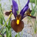 Bulbi Iris Tiger Eye (Stanjenel)