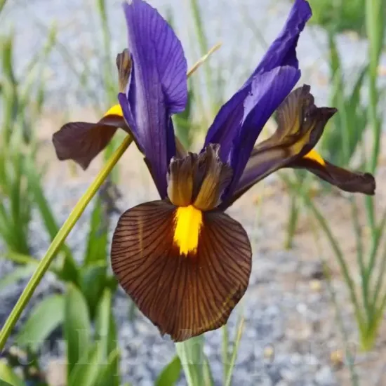 bulbi iris tiger eye bronz toamna
