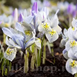 Bulbi Iris Katherine Hodgkin (Stanjenel) Bulbi Iris Katherine Hodgkin (Stanjenel)