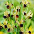 hermodactylus tuberosus iris tuberosa bulbi plantare toamna 110x110