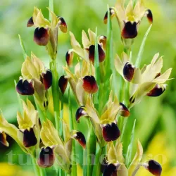 Bulbi Iris Hermodactylus Tuberosus (Stanjenel) Bulbi Iris Hermodactylus Tuberosus (Stanjenel)