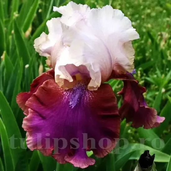 iris barbos burgermeister gradina exterior