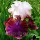 iris barbos burgermeister gradina exterior