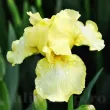 iris barbos maui moonlight gradina 110x110