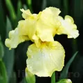 Bulbi Iris Maui Moonlight (Stanjenel) - Toamna