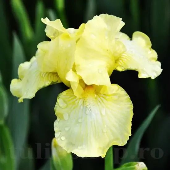 iris barbos maui moonlight gradina