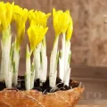 Bulbi Iris Danforda (Stanjenel) - Toamna