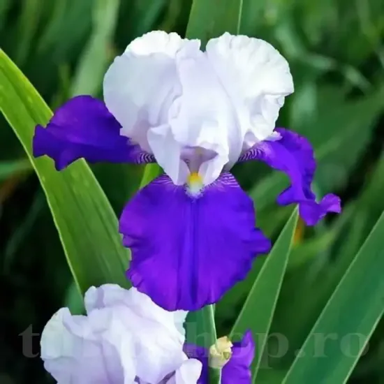 Bulbi Iris Arpage (Stanjenel) iris german arpege plantare toamna