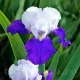 Bulbi Iris Arpage (Stanjenel) iris german arpege plantare toamna