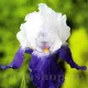 Bulbi Iris Arpage (Stanjenel) iris germanica arpege bulbi gradina