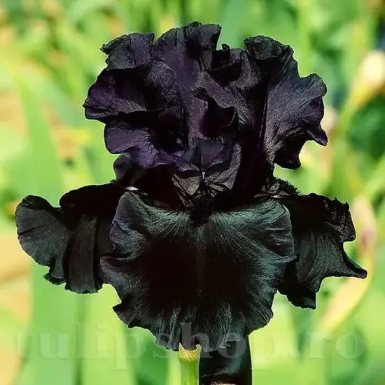 iris germanica black night stanjenel negru