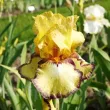Bulbi Iris Bullwinkle (Stanjenel) - Toamna iris germanica bullwinkle stanjenel bicolor gradina toamna 110x110