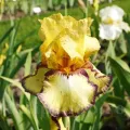Bulbi Iris Bullwinkle (Stanjenel) - Toamna