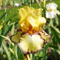 Bulbi Iris Bullwinkle (Stanjenel) - Toamna