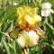 Bulbi Iris Bullwinkle (Stanjenel) - Toamna