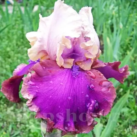 iris germanica burgermeister rizomi mari