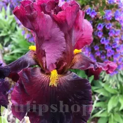 Bulbi Iris Hearty Burgundy (Stanjenel) - Toamna Bulbi Iris Hearty Burgundy (Stanjenel) - Toamna