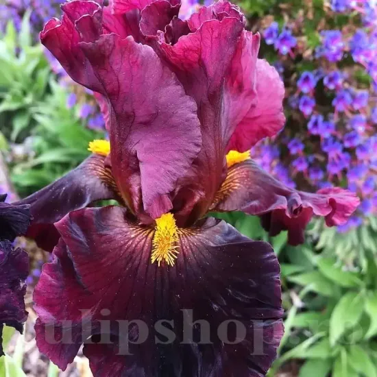 Bulbi Iris Hearty Burgundy (Stanjenel) - Toamna iris germanica hearty burgundy rosu gradina