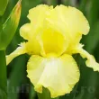 iris germanica maui moonlight toamna 110x110
