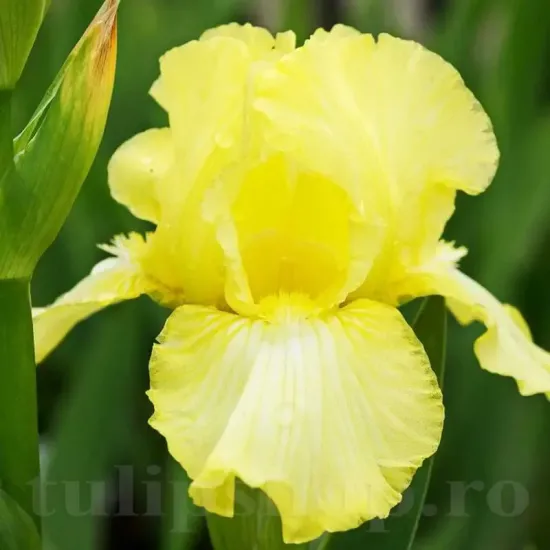 iris germanica maui moonlight toamna