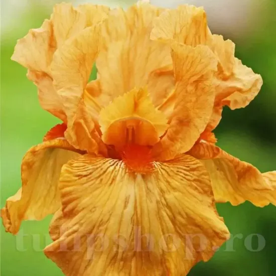Bulbi Iris Orange Harvest (Stanjenel) iris germanica orange harvest portocaliu gradina