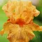 Bulbi Iris Orange Harvest (Stanjenel) - Toamna