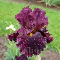 Bulbi Iris Hearty Burgundy (Stanjenel) - Toamna