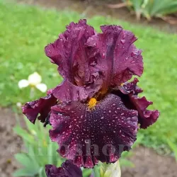Bulbi Iris Hearty Burgundy (Stanjenel) - Toamna
