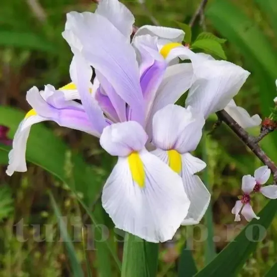 iris hollandica carmen bulbi gradina