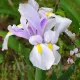 iris hollandica carmen bulbi gradina