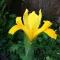 Bulbi Iris Golden Harvest (Stanjenel) - Toamna