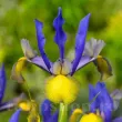 Bulbi Iris Miss Saigon (Stanjenel) iris hollandica miss saigon flori violet detaliu 110x110