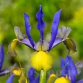 Bulbi Iris Miss Saigon (Stanjenel)