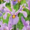 Bulbi Iris Pink Panther (Stanjenel) - Toamna